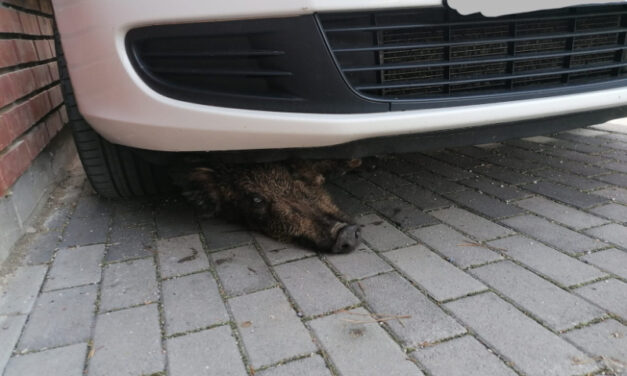 Autója alá szorult vaddisznó fogadott reggel egy lakót a saját udvarán, autómentő segítette ki a bajból