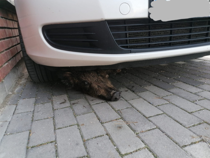 Autója alá szorult vaddisznó fogadott reggel egy lakót a saját udvarán, autómentő segítette ki a bajból