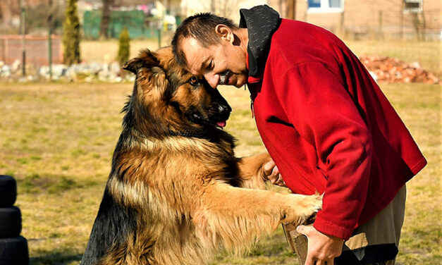 Továbbra sem adták fel, már az ismert mentőkutyással keresik az eltűnt miskolci nőt