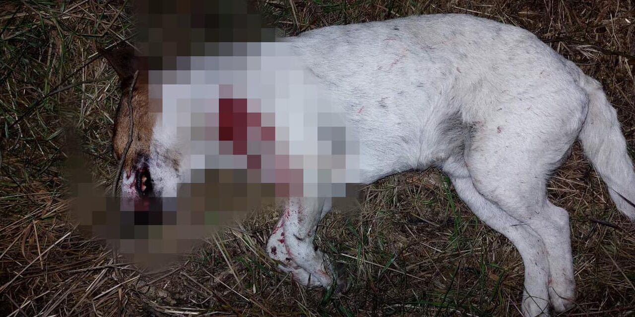 Egy kutyával nagyon nem szép dolgot tett a gazdája Fóton