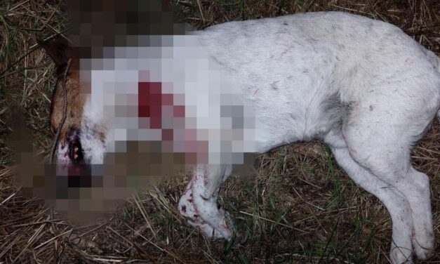 Egy kutyával nagyon nem szép dolgot tett a gazdája Fóton