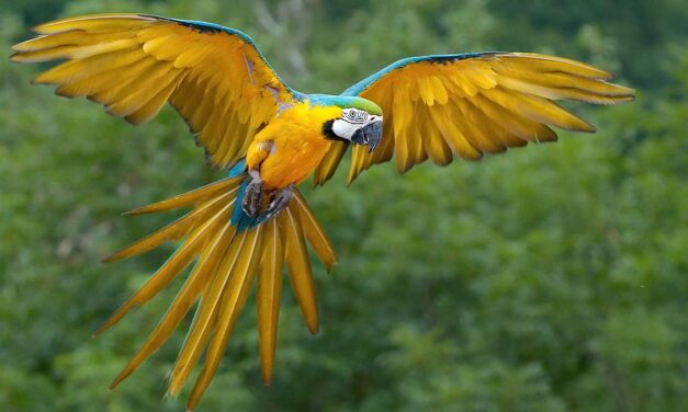 Végigkáromkodta a megmentését a péceli szökött papagáj