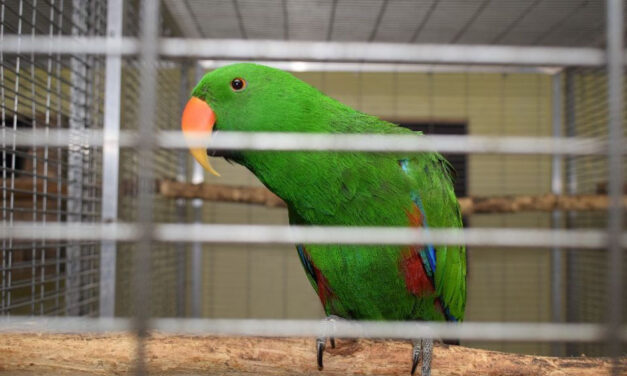 Hobbiból gyűjtött egzotikus, védett madarakat egy gyulai férfi, hamarosan bíróság elé állítják