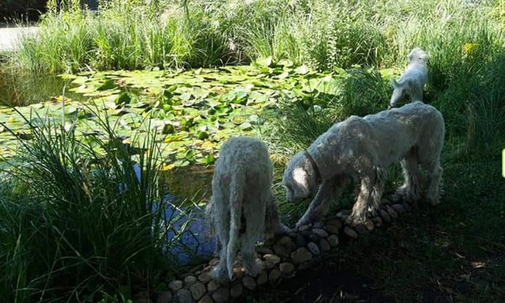 Három hatalmas testű komondor tartja rettegésben Újbuda lakóit
