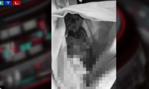 Élve nyúzott meg egy macskát valaki Zalaegerszegen – 300 ezret kaphat, aki az állatkínzó nyomára vezet