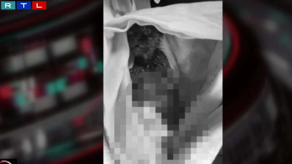 Élve nyúzott meg egy macskát valaki Zalaegerszegen – 300 ezret kaphat, aki az állatkínzó nyomára vezet
