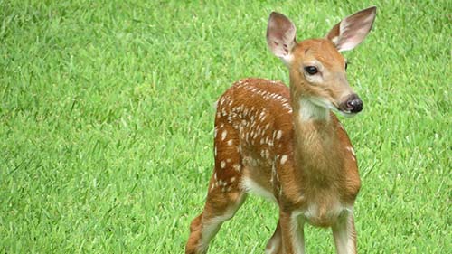 Megható történet: párnapos őzgida életét mentették meg az úton a NAV munkatársai