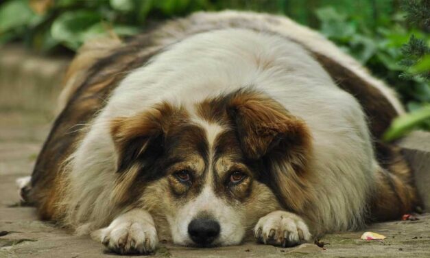 Mi a baj a “jó húsban” lévő kisállatokkal?