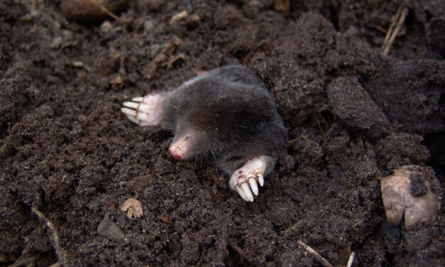 Vakondméreg miatt halt meg egy gyerek, hamarosan bíróság elé állnak a veszélyes szerrel üzérkedő férfiak