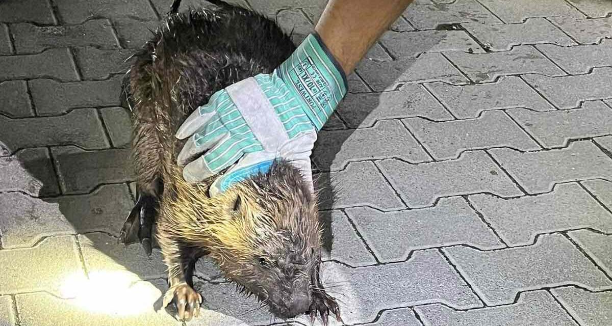 Bravúros mentőakció Érden: vízzel árasztották el a csatornát, majd kiszabadították a beszorult hódot