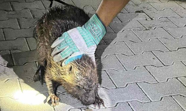 Bravúros mentőakció Érden: vízzel árasztották el a csatornát, majd kiszabadították a beszorult hódot