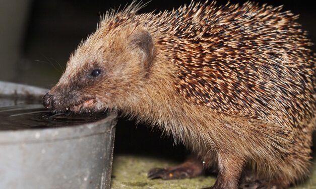 Mindig van lejjebb! Rossz kedve volt és rosszat álmodott, ezért halálra rugdosott egy sünit egy rákosszentmihályi férfi