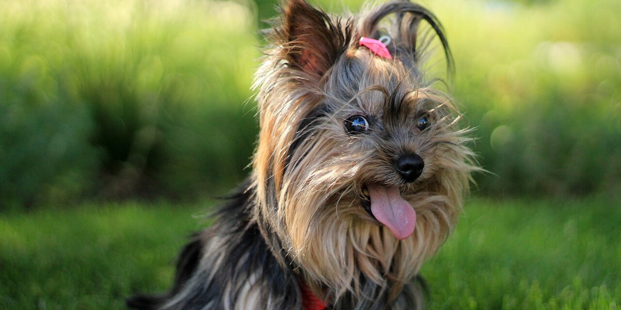 Szörnyű, amit elkövetett: dühös volt, kidobta a yorkshire terrier kutyáját a negyedikről