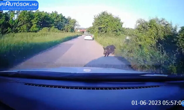 Durva videó készült, ahogy egy autós vaddisznót gázol Pomáz és Szentendre között