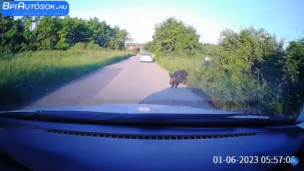 Durva videó készült, ahogy egy autós vaddisznót gázol Pomáz és Szentendre között