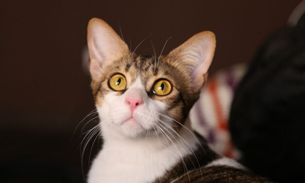 Szándékosan elgázolta a háromlábú cicát egy nő, megúszná a börtönt a szadista állatkínzó