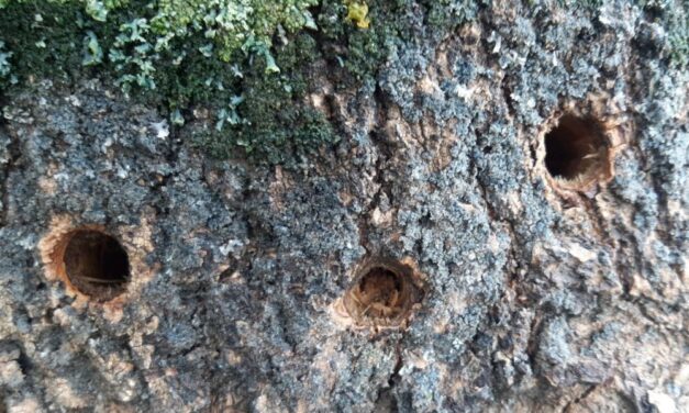 Mi történik Siófokon? Fákat fúrtak meg és gázolajat öntöttek a lyukakba a vandálok