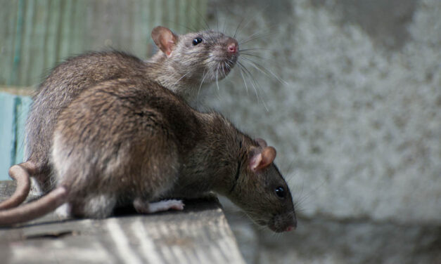 Döbbenet! Patkányok szaladgálnak a budapesti János kórház szülészetén!