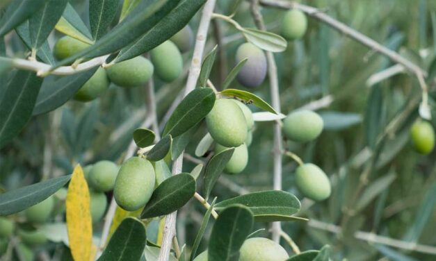 Ma már olyan növények is megélnek az éghajlatunkon, amik korábban nem