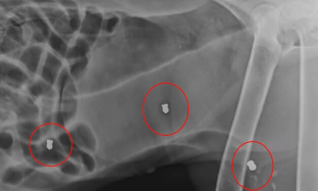 Döbbenet! Négy lövedéket operáltak ki egy kutyából, miután a dühös szomszéd tüzet nyitott rá – Valószínűleg máskor is céltáblának nézte az ebet