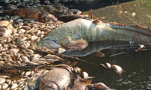 Ökológiai katasztrófa: három napon át titokban ömlött a szennyvíz a Sződrákosi-patakba, elpusztult az élővilág Őrbottyán és Vácrátót térségében! – VIDEÓVAL!