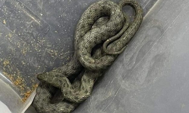 Riadalom Budapesten! Méretes hüllőt találtak az egyik épület mélygarázsban!