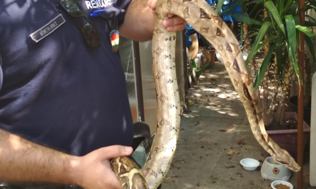 Döbbenet Zuglóban: 2 méteres óriáskígyót talált egy férfi a kerti kanapé alatt