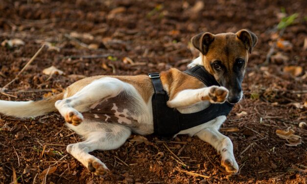 Kegyetlen kutyatámadás Pest megyében: tehetetlenül nézte végig idős gazdija, ahogy a vérszomjas ebek szétmarcangolják a 16 éves Hannuskát