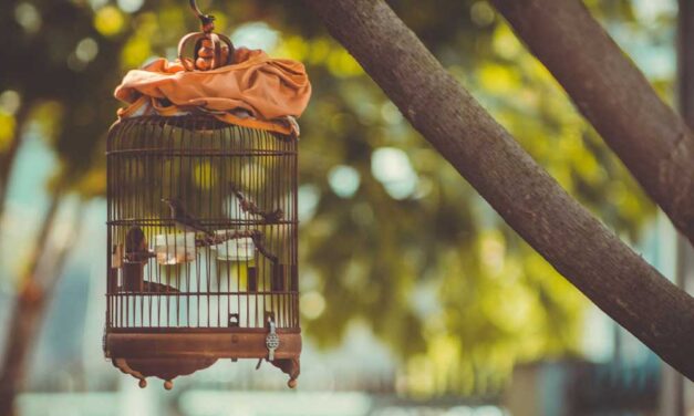 Ha madár lakik nálatok