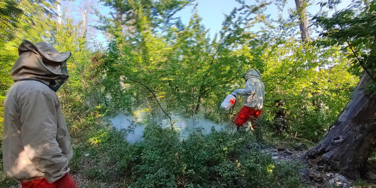 Horror Bükkszentlászlón! Hatalmas lódarazsak leptek el egy holttestet, alig tudták megközelíteni a rendőrök