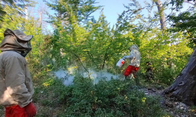 Horror Bükkszentlászlón! Hatalmas lódarazsak leptek el egy holttestet, alig tudták megközelíteni a rendőrök