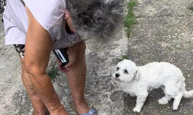 „Bármit megtennénk, hogy visszakapjuk” – Ötvenezer forint jár annak, aki megmondja, ki lopta el Erzsi néni kutyáját