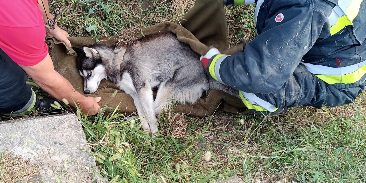 Elütötték, majd segítettek rajta: kutyát mentettek a tűzoltók egy csatornából KÉPEKKEL!