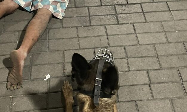 Kilométereken át üldözte a rendőr németjuhász a nőre támadó férfit Pomázon