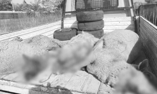 Durva dolog történt Csokis Tibi keresztlányának birkáival, 100 ezer forintot ajánlott fel a nyomravezetőnek a mulatós sztár