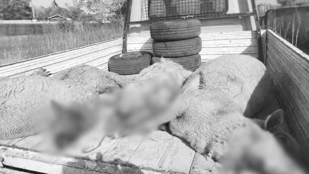 Durva dolog történt Csokis Tibi keresztlányának birkáival, 100 ezer forintot ajánlott fel a nyomravezetőnek a mulatós sztár