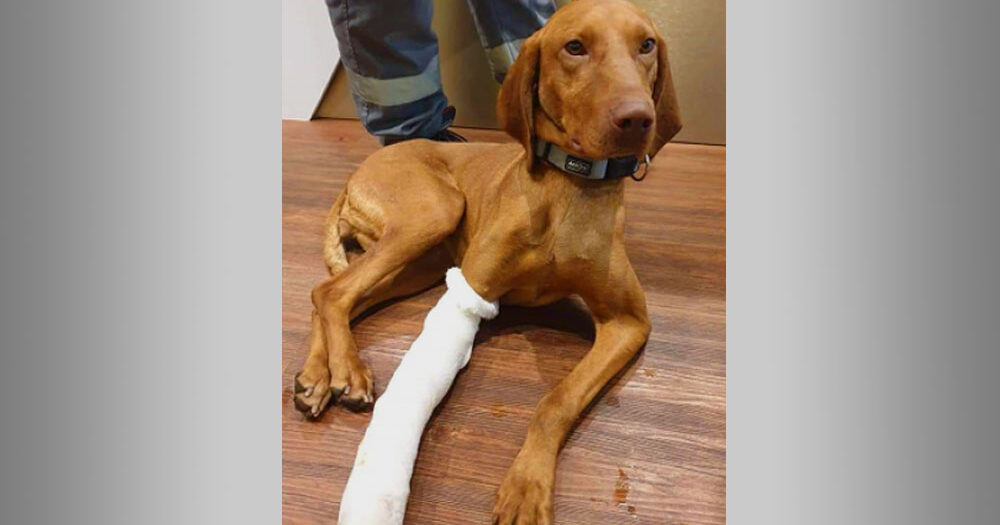 Szívszorító! Elpusztult a Piliscsabáig vonatozó vizsla, hiába küzdöttek érte az ismeretlen megtalálók