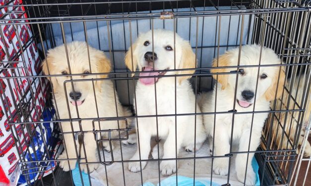 Rozsdás ketrecekben kölyökkutyákat próbált Németországba csempészni egy román nő