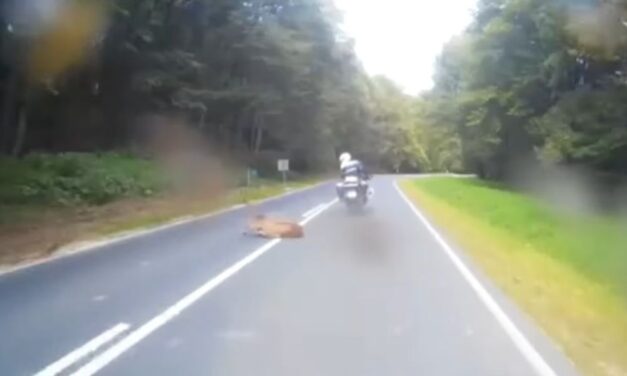 Kis híján elgázolt egy vadat az a motoros rendőr Veszprém vármegyében – VIDEÓ