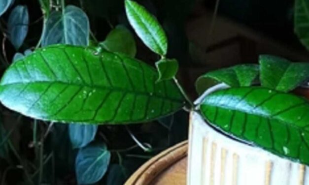 Hogyan neveljünk Hoya szobanövényt?