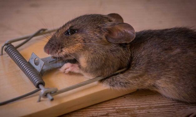 A megfelelő védekezés a kártevők ellen