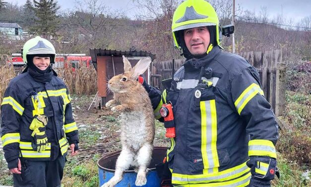 15 nyulat mentettek ki a tűzoltók az égő házból