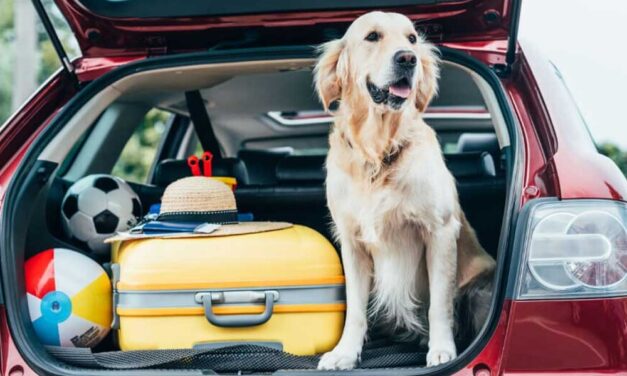 Az emberközpontú, imádnivaló kutya: a golden retriever
