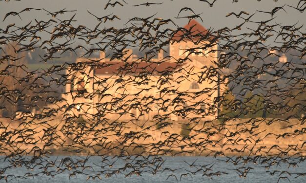 Bejött a tűzijáték-korlátozás Tatán: a helyiek durrogtatás helyett a vadludakért sétáltak szilveszter éjszaka