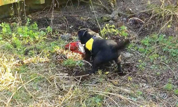 Döbbentes: először halálra verte élettársát a 49 éves férfi, majd megpróbálta elégetni, végül feldarabolta és elásta a nő holttestét, rendőrkutyák találták meg