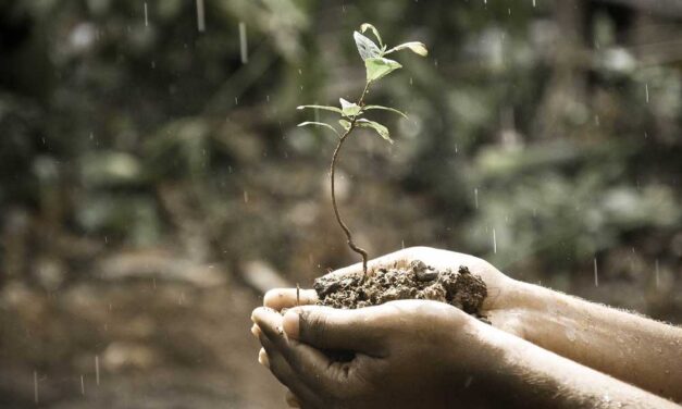 Mi az az agroszövet, és milyen esetekben elengedhetetlen az alkalmazása?