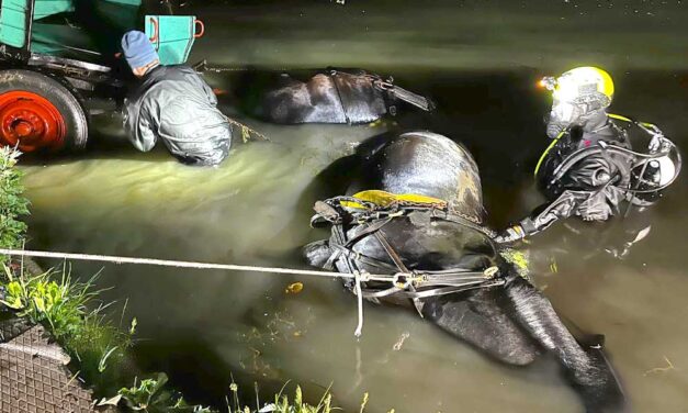 Megrázó baleset: lovaskocsi hajtott a Duna-Tisza-csatornába az állatok megfulladtak