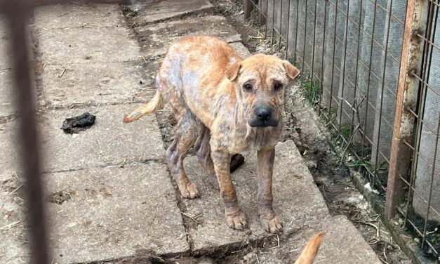 Megkezdték az állatok elszállítását a gyömrői állatmenhelyről, ahol patkányok rágták a beteg kutyákat: a helyiek börtönbe küldenék a gyepmestert