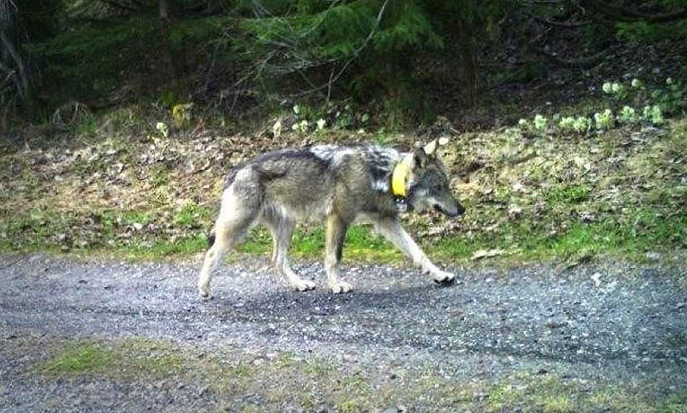 Apja vadásztársa nyomta fel a svájci farkast kilövő 10 éves kisfiút: a gyerek apjára két év börtönt kértek