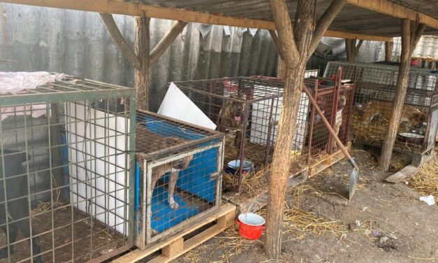 Szörnyűség a gyömrői menhelyen: egy állami gondozásból érkezett fiút arra köteleztek, hogy kutyákat öljön